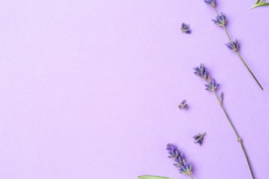 Photo of Beautiful lavender sprigs on violet background, flat lay. Space for text
