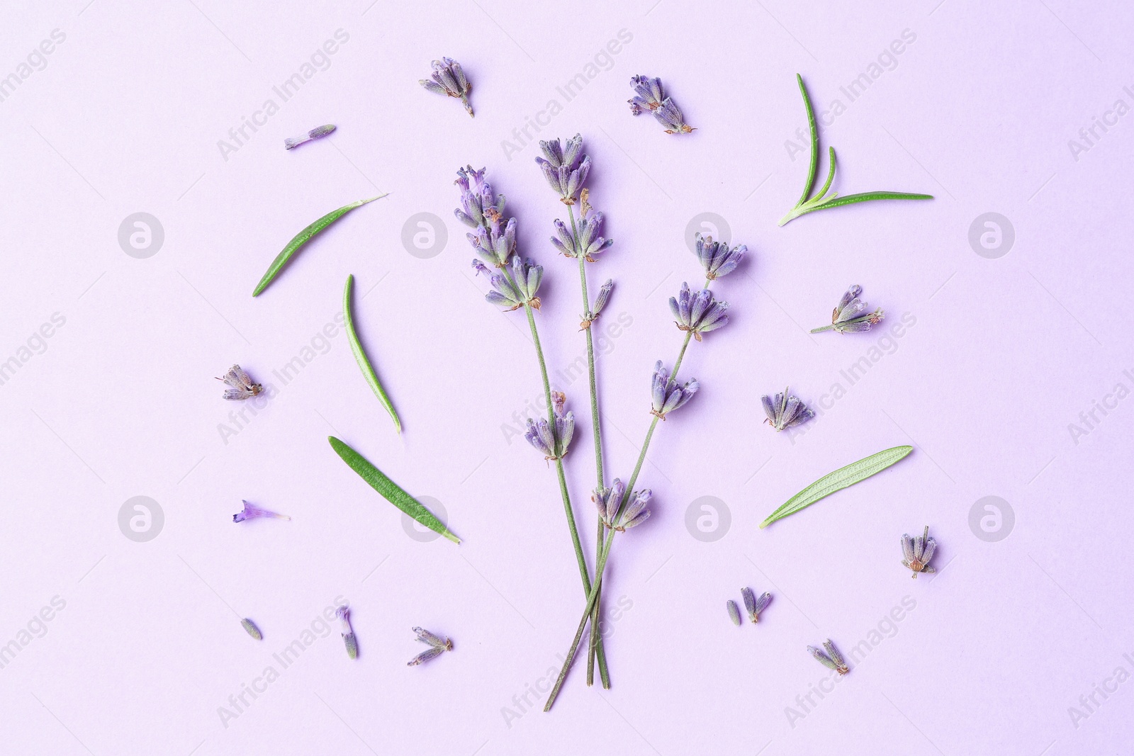 Beautiful lavender sprigs and leaves on violet background, flat lay Photo of Beautiful lavender sprigs and leaves on violet background, flat lay