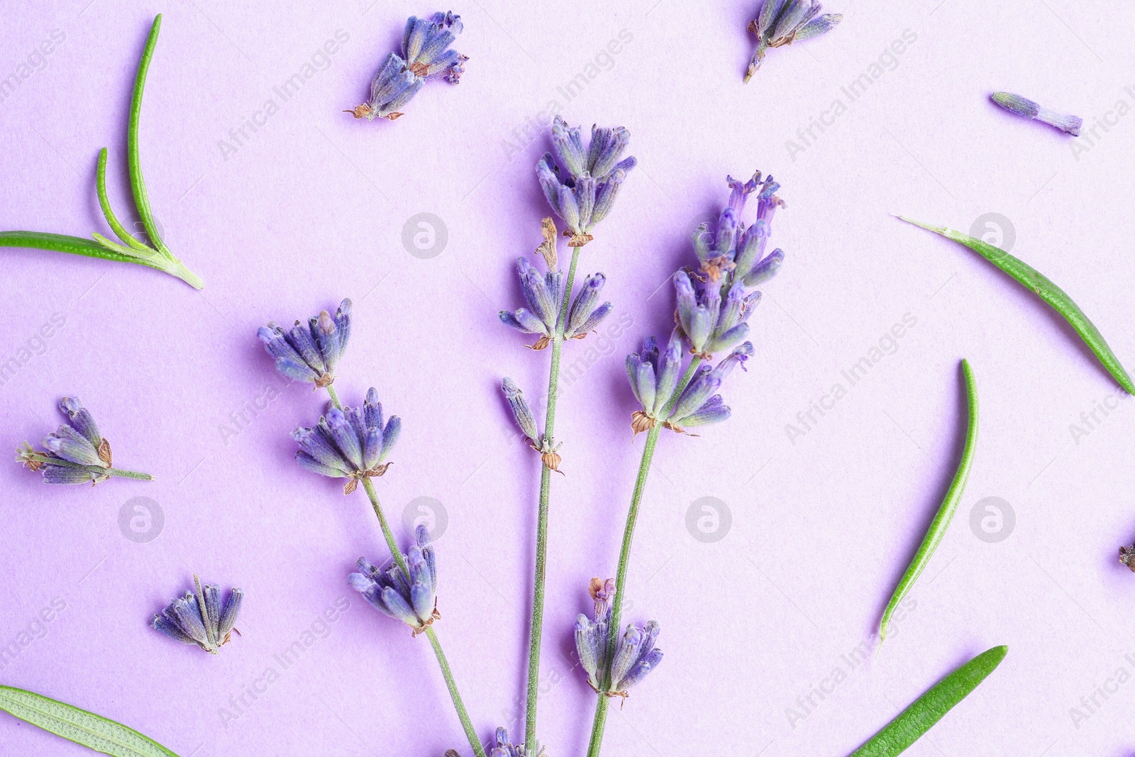 Photo of Beautiful lavender sprigs and leaves on violet background, flat lay