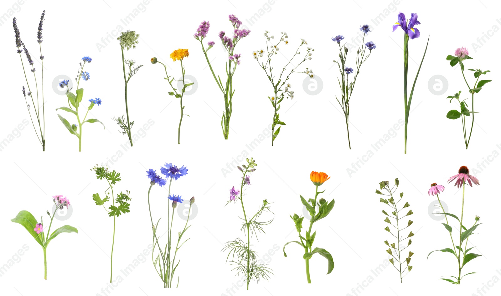 Image of Variety of beautiful flowers isolated on white, set