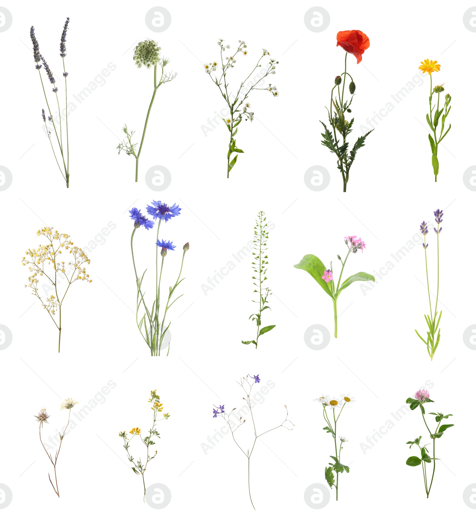 Image of Variety of beautiful flowers isolated on white, set