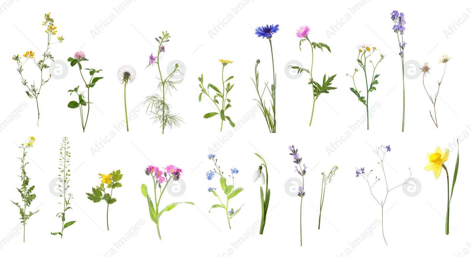 Image of Variety of beautiful flowers isolated on white, set