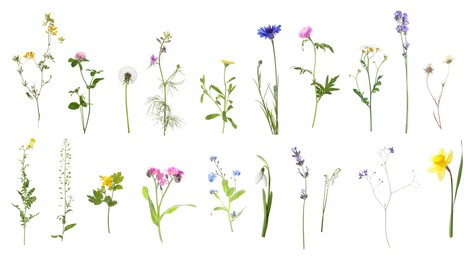 Image of Variety of beautiful flowers isolated on white, set