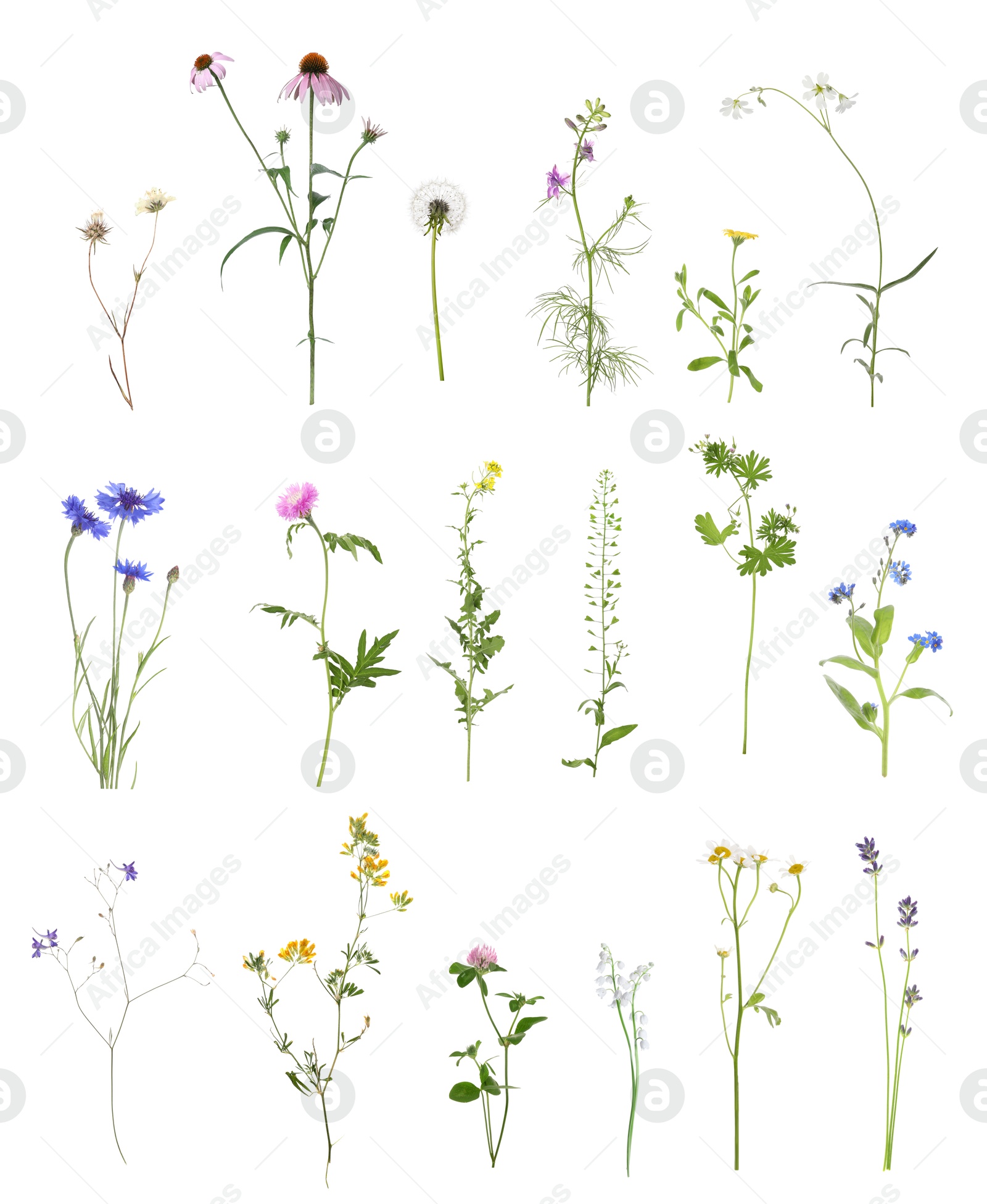 Image of Variety of beautiful flowers isolated on white, set