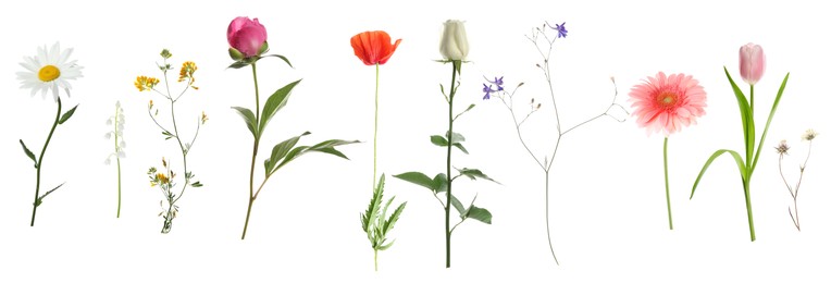 Image of Variety of beautiful flowers isolated on white, set