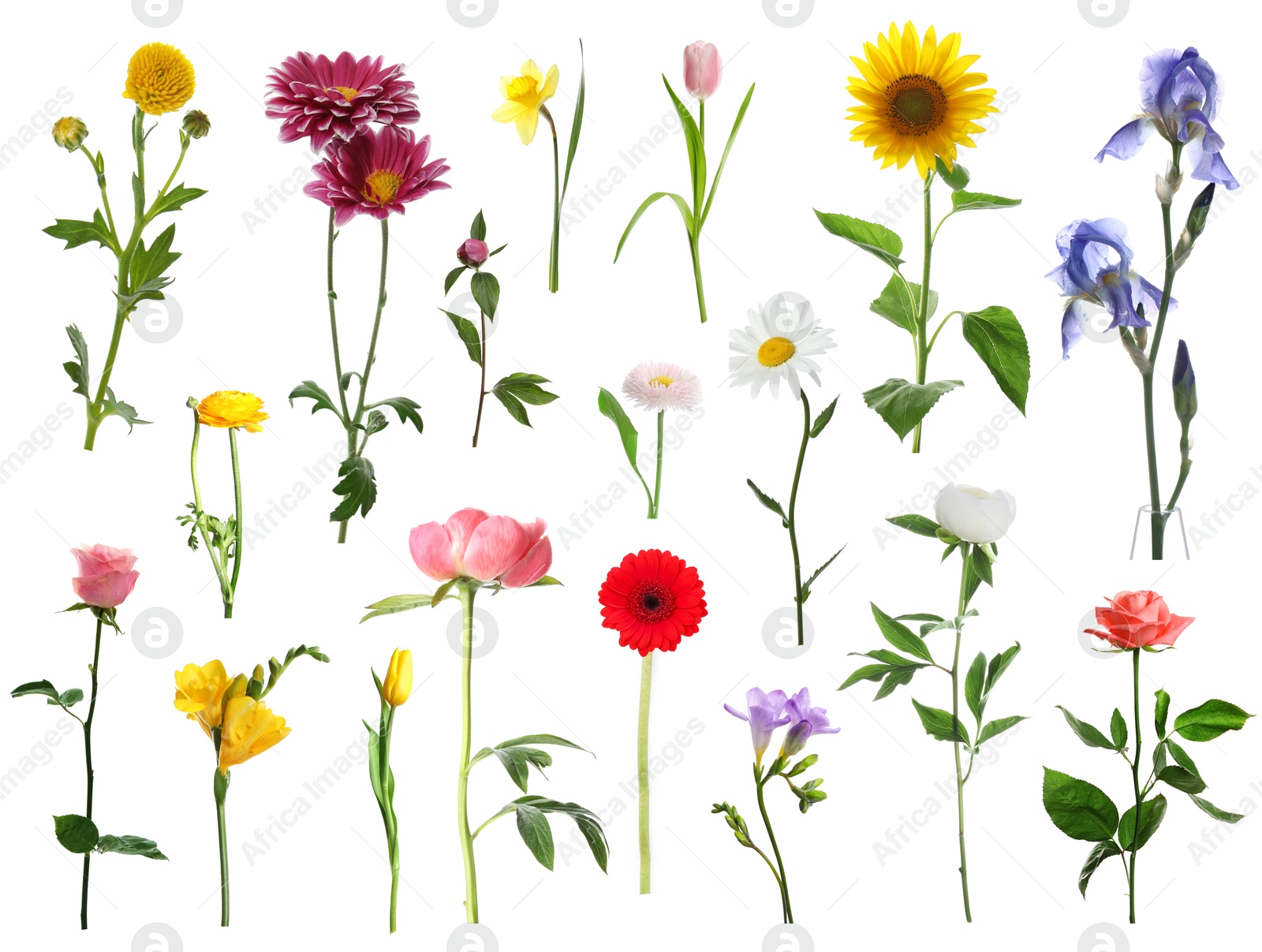 Image of Variety of beautiful flowers isolated on white, set
