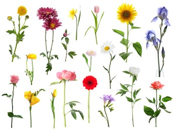 Image of Variety of beautiful flowers isolated on white, set
