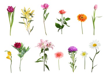 Image of Variety of beautiful flowers isolated on white, set
