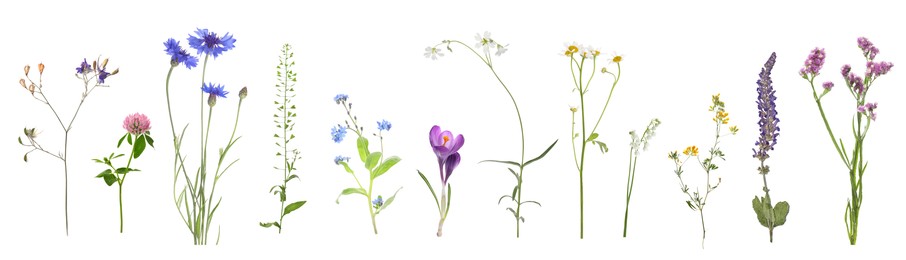 Image of Variety of beautiful flowers isolated on white, set