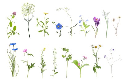 Image of Variety of beautiful flowers isolated on white, set