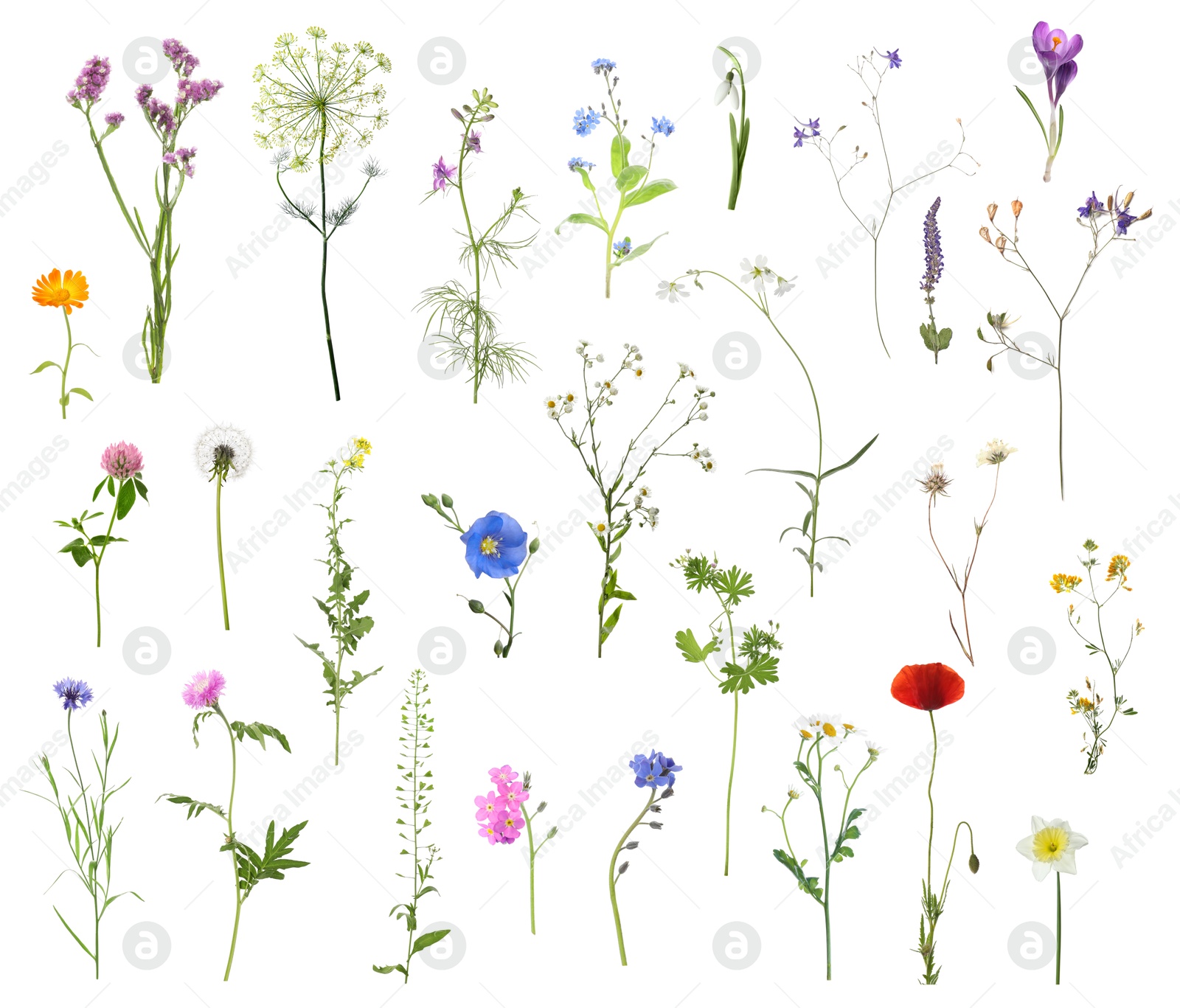 Image of Variety of beautiful flowers isolated on white, set