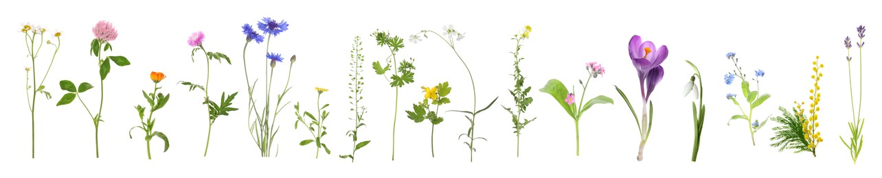 Image of Variety of beautiful flowers isolated on white, set