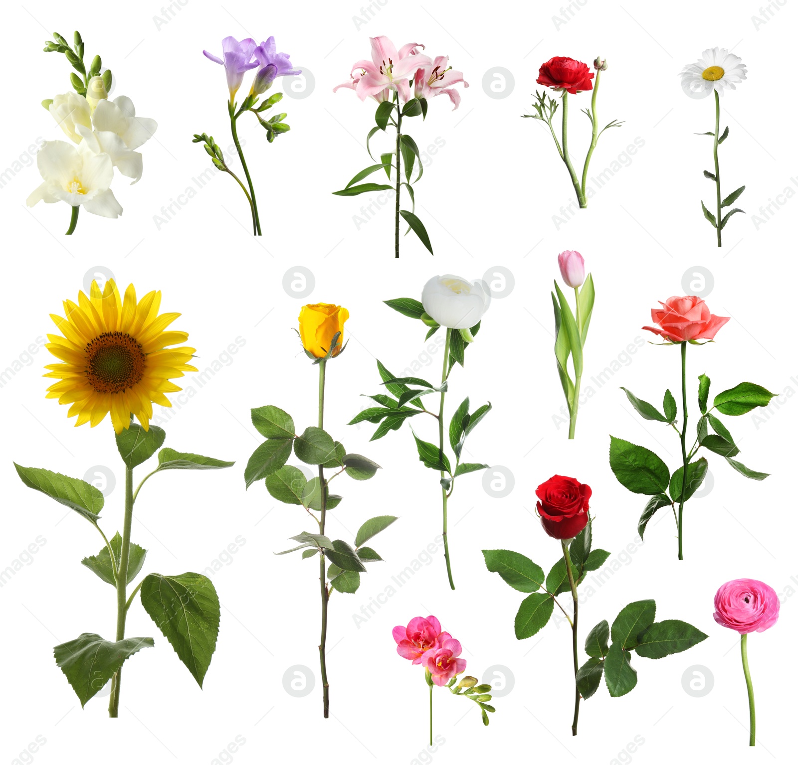 Image of Variety of beautiful flowers isolated on white, set