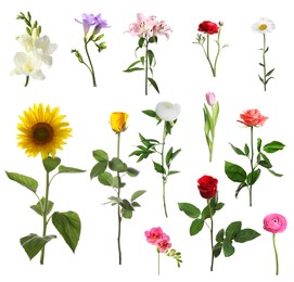 Image of Variety of beautiful flowers isolated on white, set