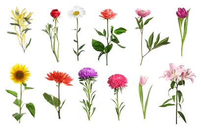 Image of Variety of beautiful flowers isolated on white, set