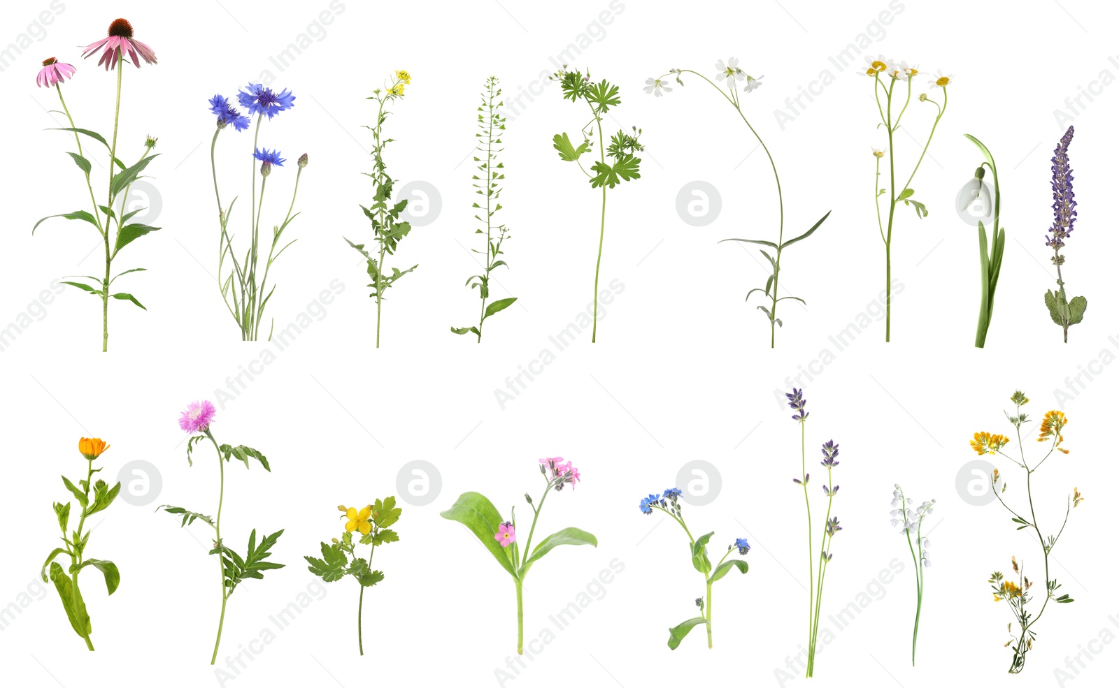Image of Variety of beautiful flowers isolated on white, set