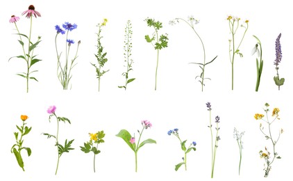 Image of Variety of beautiful flowers isolated on white, set