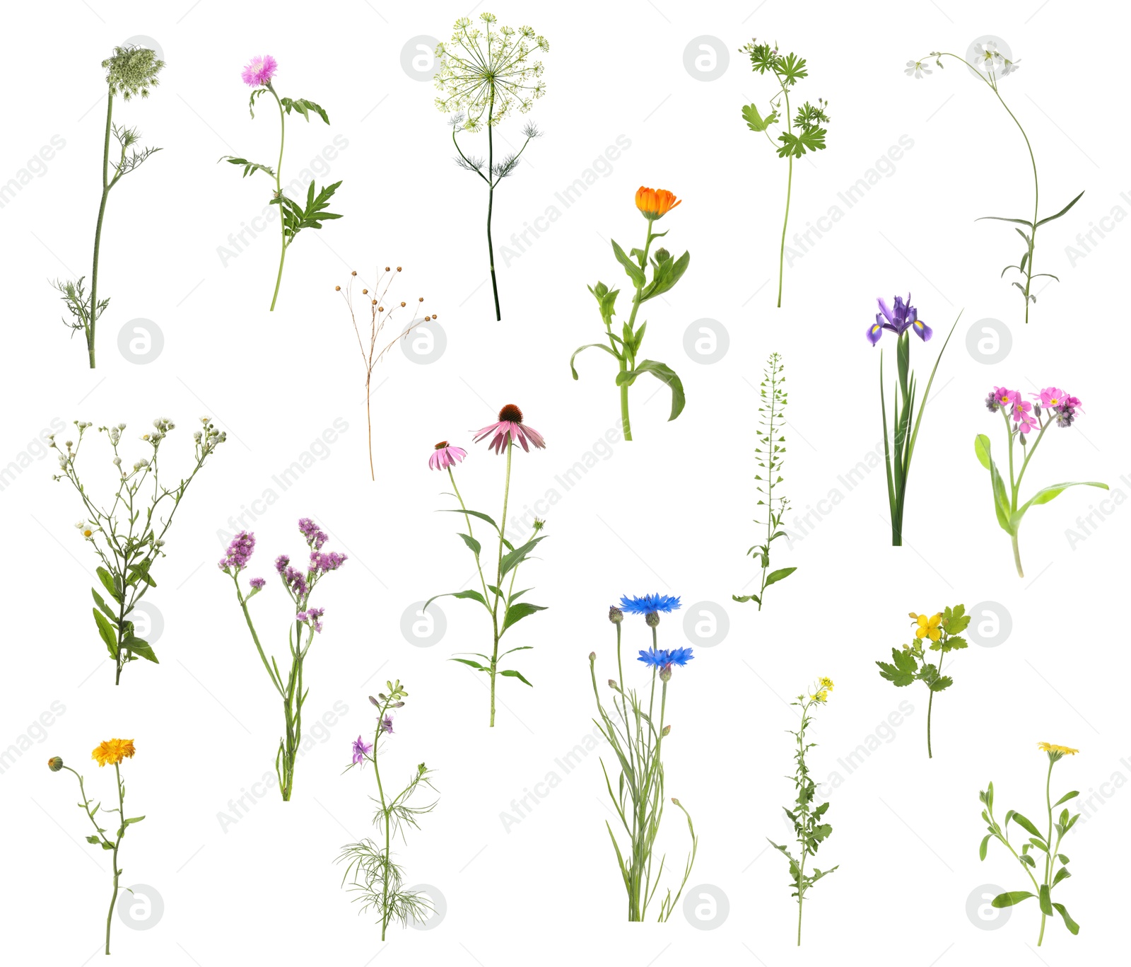 Image of Variety of beautiful flowers isolated on white, set