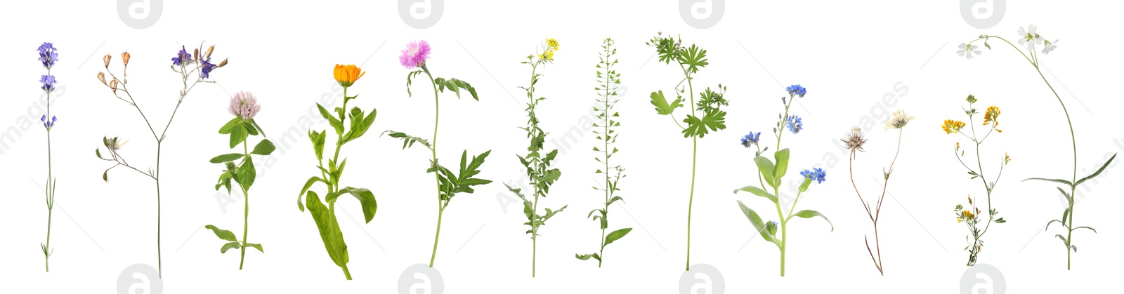 Image of Variety of beautiful flowers isolated on white, set