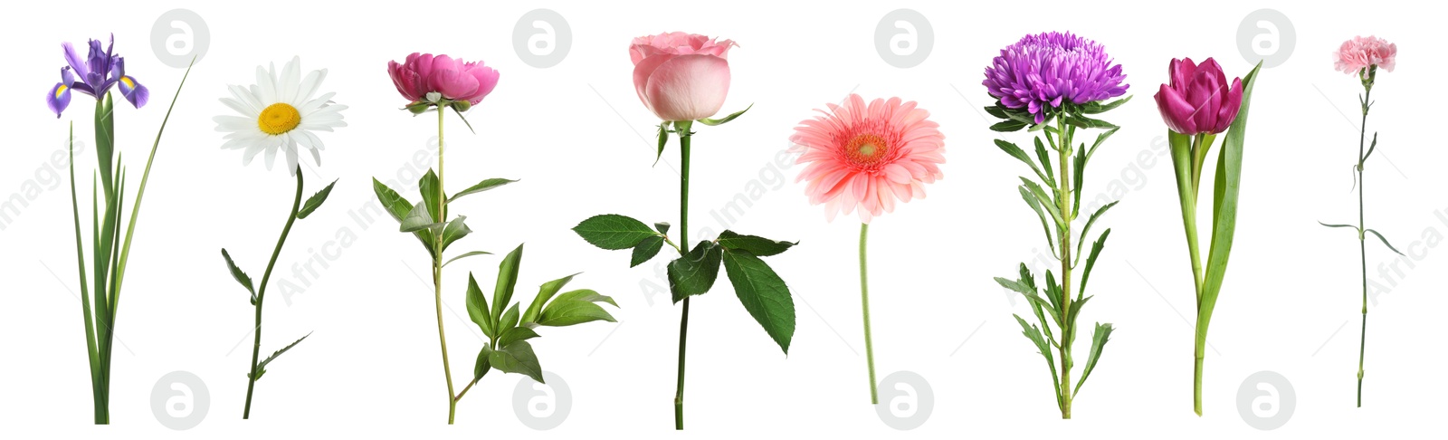 Image of Variety of beautiful flowers isolated on white, set