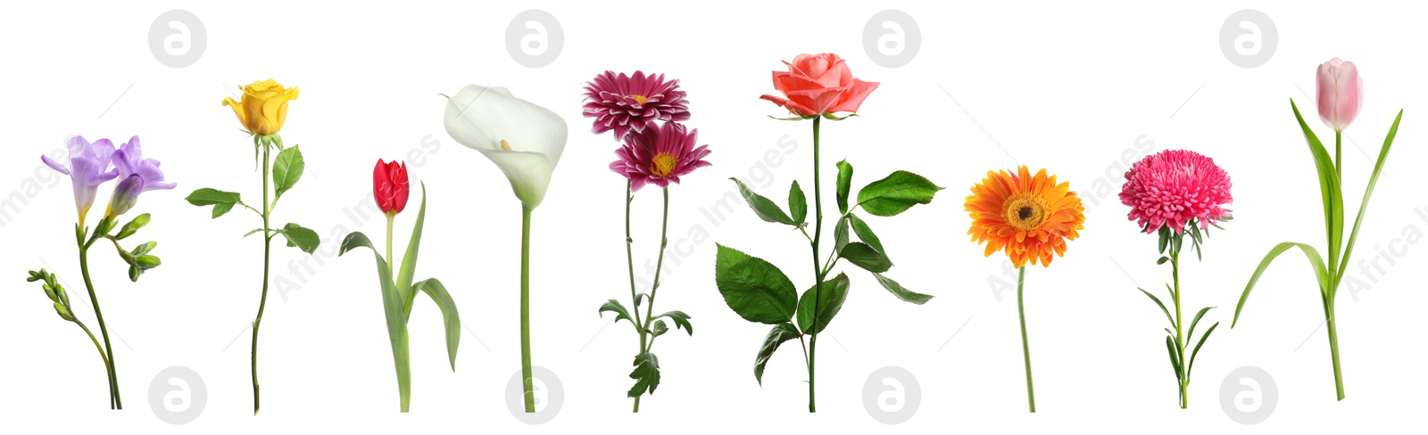 Image of Variety of beautiful flowers isolated on white, set