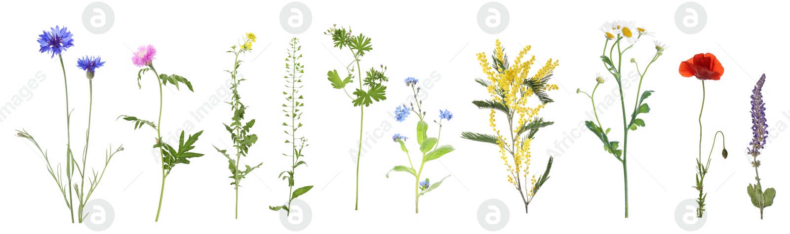 Image of Variety of beautiful flowers isolated on white, set
