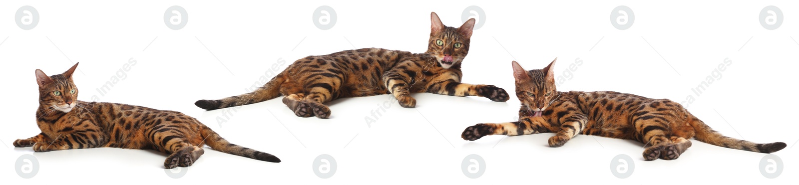 Image of Bengal cat on white background, set of photos. Cute pet