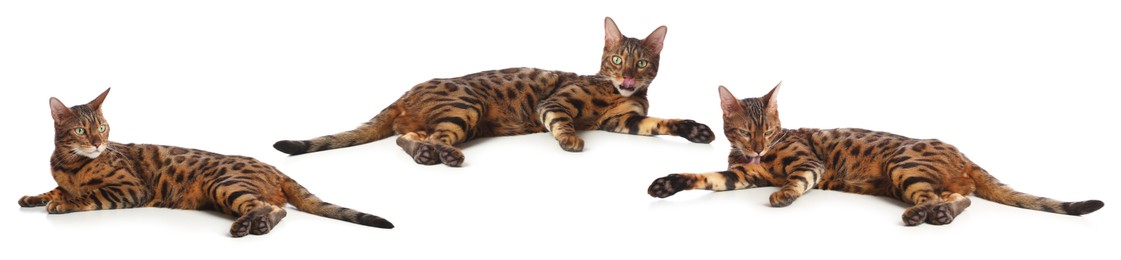 Image of Bengal cat on white background, set of photos. Cute pet