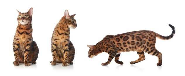 Image of Bengal cat on white background, set of photos. Cute pet
