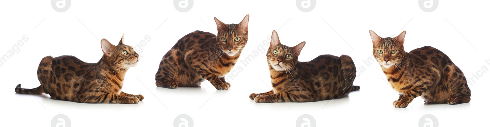 Image of Bengal cat on white background, set of photos. Cute pet