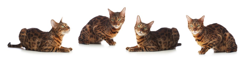 Image of Bengal cat on white background, set of photos. Cute pet