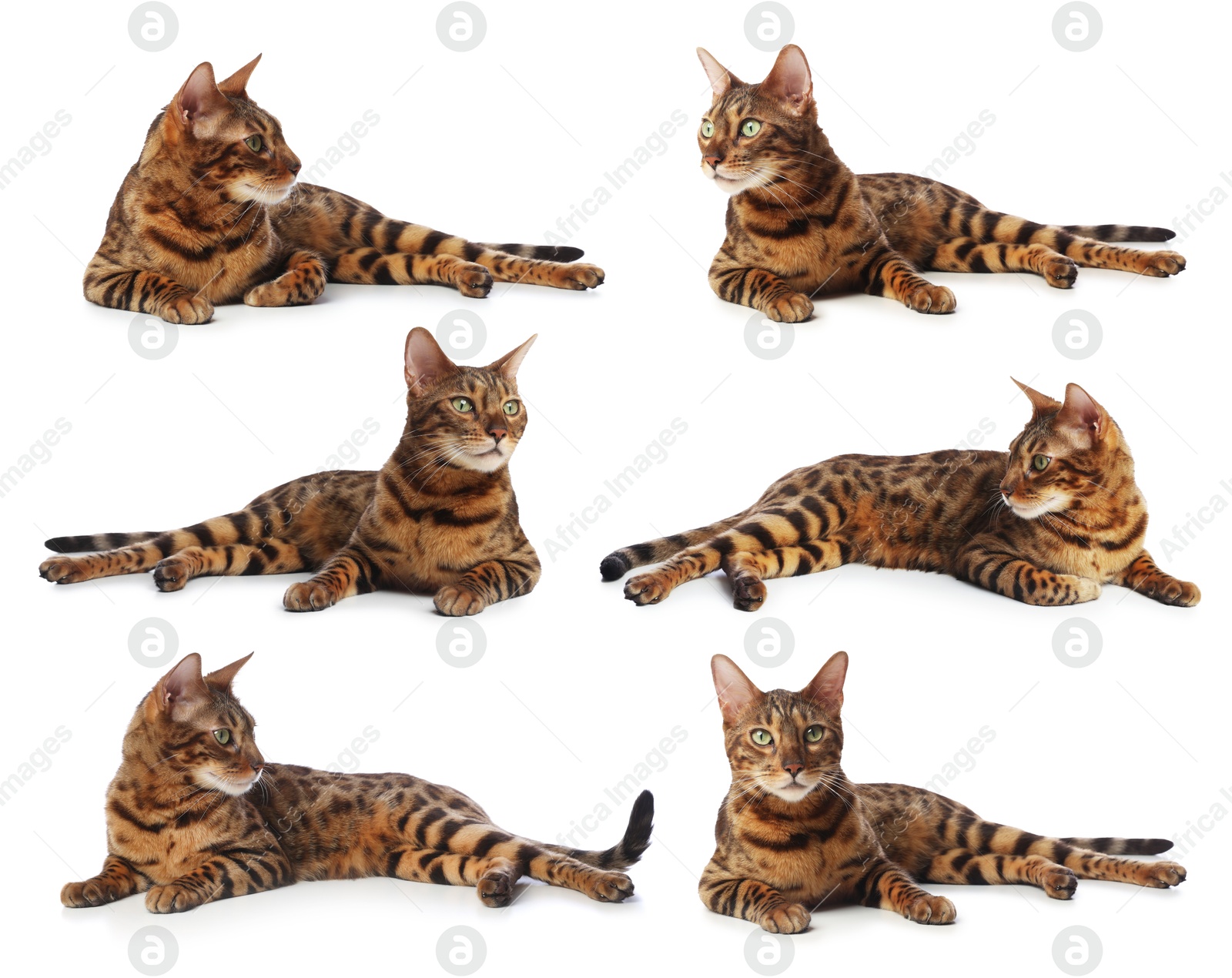 Image of Bengal cat on white background, set of photos. Cute pet