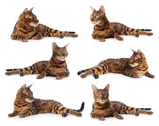 Image of Bengal cat on white background, set of photos. Cute pet