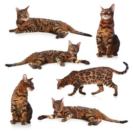 Image of Bengal cat on white background, set of photos. Cute pet