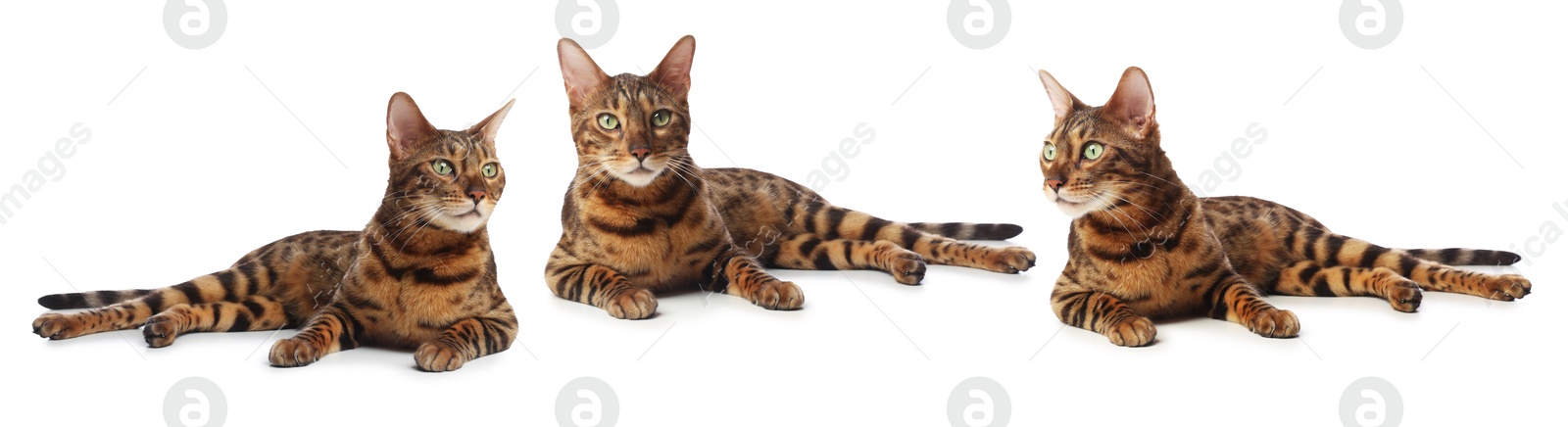 Image of Bengal cat on white background, set of photos. Cute pet