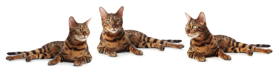 Image of Bengal cat on white background, set of photos. Cute pet