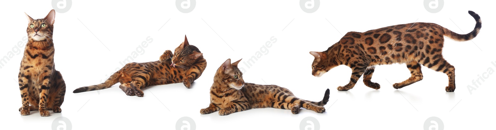 Image of Bengal cat on white background, set of photos. Cute pet