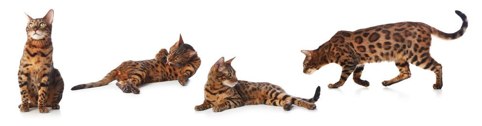 Image of Bengal cat on white background, set of photos. Cute pet