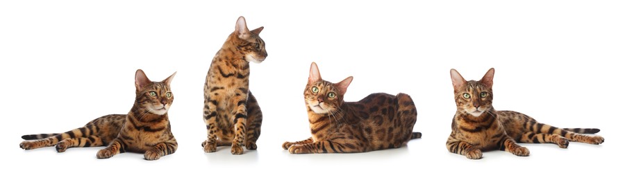 Image of Bengal cat on white background, set of photos. Cute pet