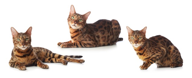 Image of Bengal cat on white background, set of photos. Cute pet