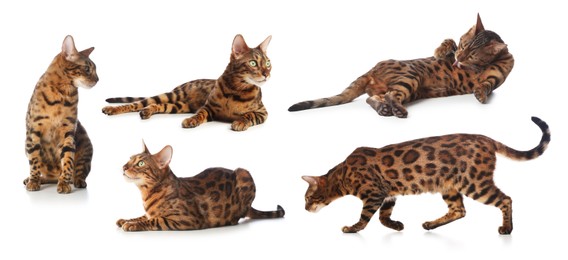 Image of Bengal cat on white background, set of photos. Cute pet