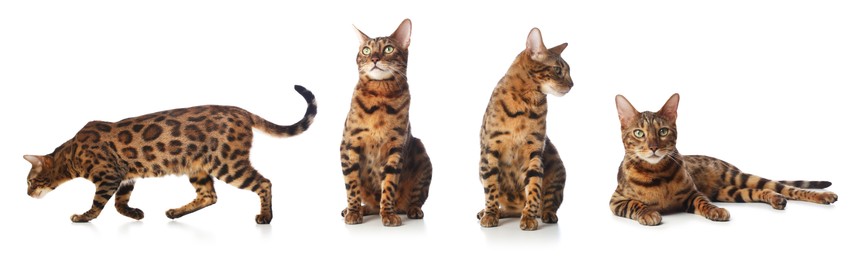 Image of Bengal cat on white background, set of photos. Cute pet