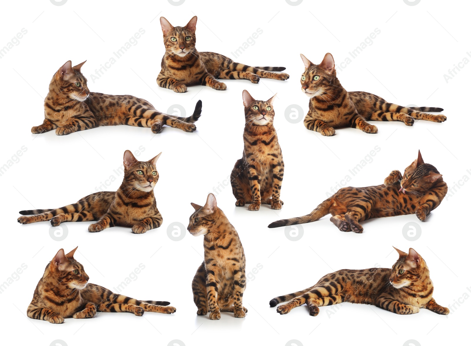Image of Bengal cat on white background, set of photos. Cute pet