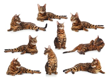 Image of Bengal cat on white background, set of photos. Cute pet