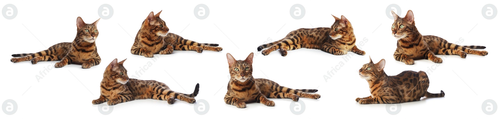 Bengal cat on white background, set of photos. Cute pet Image of Bengal cat on white background, set of photos. Cute pet