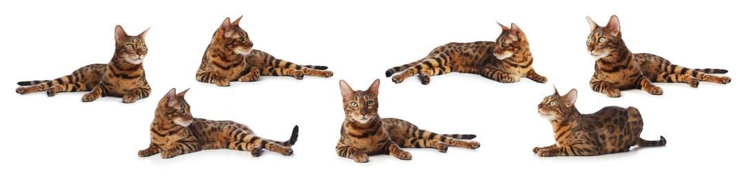 Image of Bengal cat on white background, set of photos. Cute pet