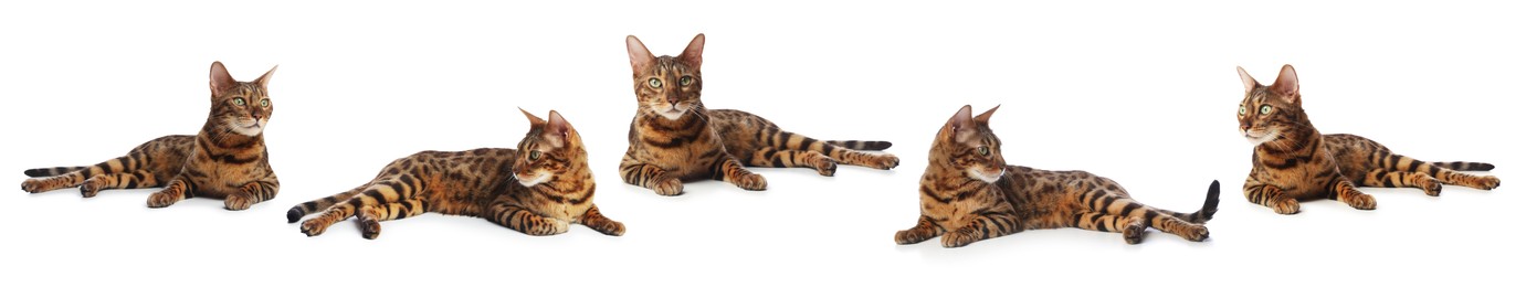 Image of Bengal cat on white background, set of photos. Cute pet