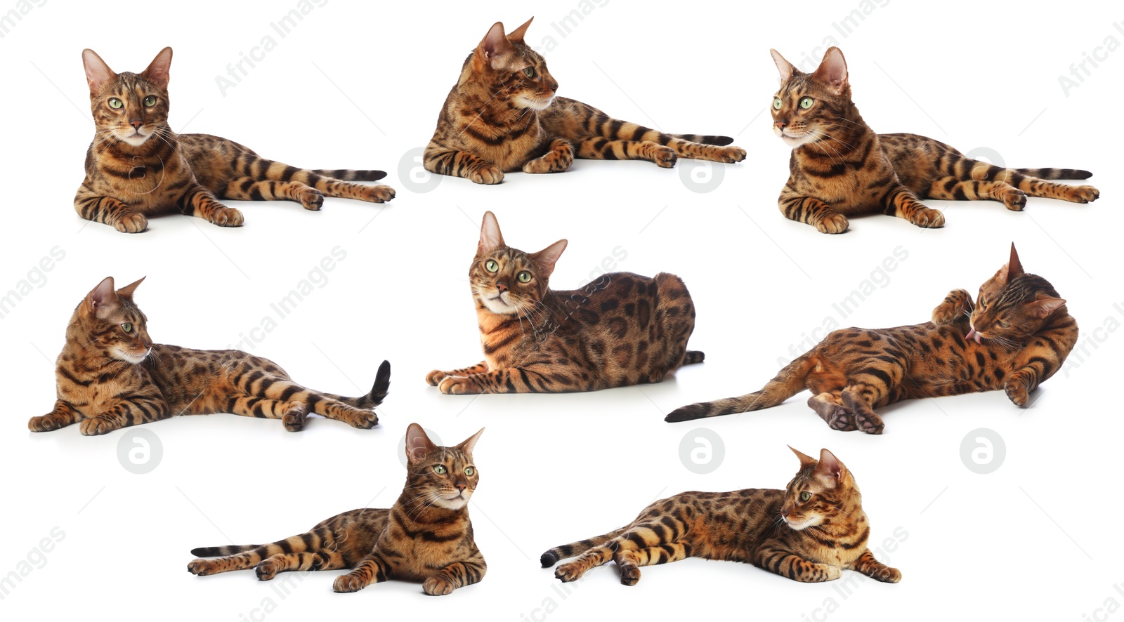 Bengal cat on white background, set of photos. Cute pet Image of Bengal cat on white background, set of photos. Cute pet