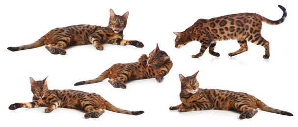Image of Bengal cat on white background, set of photos. Cute pet