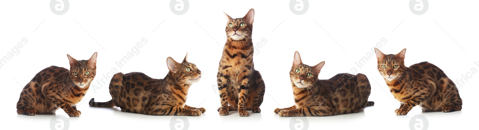 Bengal cat on white background, set of photos. Cute pet Image of Bengal cat on white background, set of photos. Cute pet